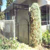 Arched Iron Gate with spears and trellis
